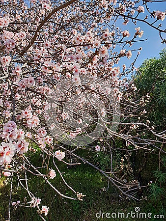 Wild apple tree intense blossoming on the heights of Tenerife, Canary Islands Stock Photo