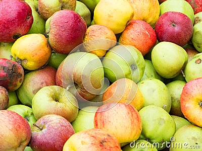 Wild apples Stock Photo