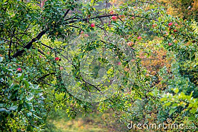 Wild apples tree in fall with fruits Stock Photo