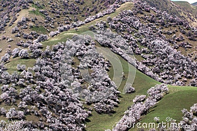 Wild apricot forest in YiLi Stock Photo