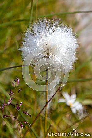 Wild arctic cotton flower growing in Greenland Stock Photo