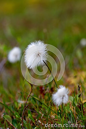 Wild arctic cotton grass or Eriophorum callitrix, growing north of the community of Arviat, Nunavut, Canada Stock Photo