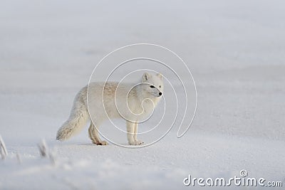 Wild arctic fox Vulpes Lagopus in tundra in winter time. White arctic fox Stock Photo