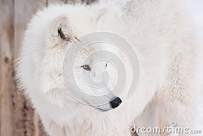 Wild arctic wolf close up. Animals in wildlife. Polar wolf or white wolf. Stock Photo