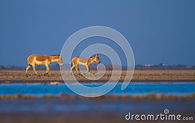 Wild Ass in Wild Ass Sanctuary in Little Rann of Kutch Stock Photo