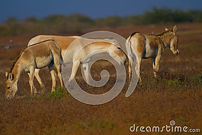 Wild asses in wild ass sanctuary of Gujarat little rann of kutch Stock Photo