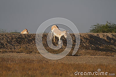Wild Asses in wild ass sanctuary of Little rann of kutch gujarat Stock Photo