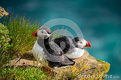 Wild Atlantic puffin seabird in the auk family Stock Photo