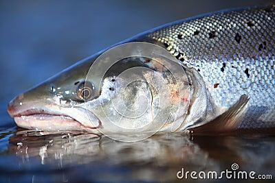 Wild Atlantic Salmon Stock Photo