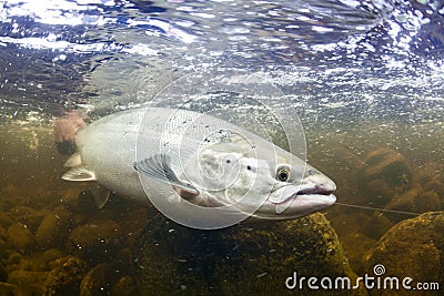 Wild Atlantic Salmon underwater Stock Photo