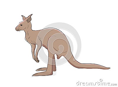 Kangaroo Vector Illustration Vector Illustration