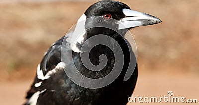 Wild Australian Magpie upper body profile Stock Photo