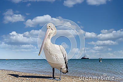 Wild Australian pelican Pelecanus conspicillatus standing on the shore of a beach Stock Photo
