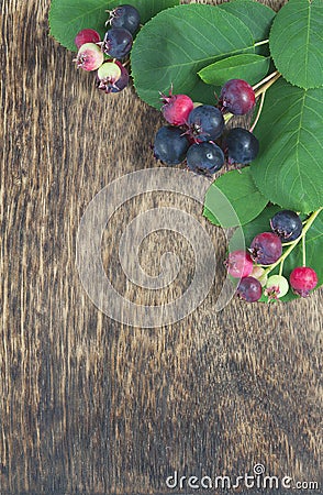Wild autumn berry Stock Photo