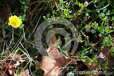 Wild autumn flowers in the meadow horizontal photo Stock Photo