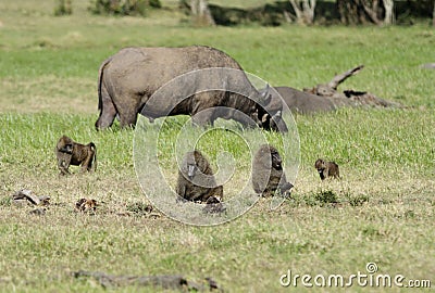 Wild Baboons and a grazing wild buffalo Stock Photo