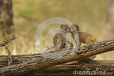 Wild Baby Rhesus Macaques Cheek to Cheek Stock Photo