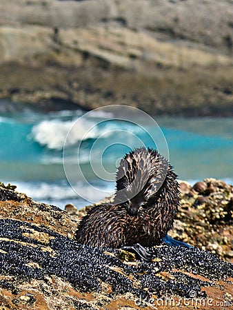 Wild Baby Seal Taking Care of its Fur at Wharariki Beach, New Zealand Stock Photo