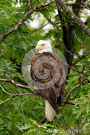 Wild Bald Eagle Perched in Tree Stock Photo