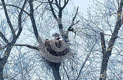 Bald eaglet perched in nest isolated against sky Stock Photo