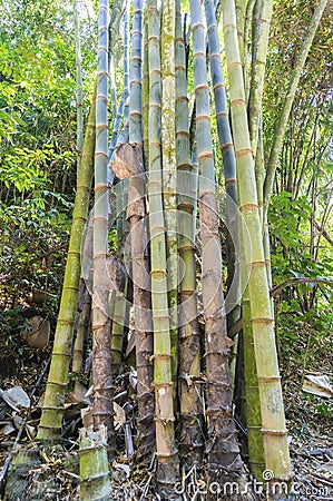 Wild bamboo Stock Photo