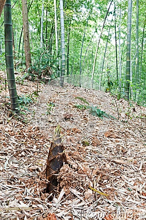 Wild bamboo shoots Stock Photo