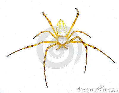 Wild banded garden orb weaving weaver spider - Argiope trifasciata - light color morph lacking black bands on abdomen. Yellow Stock Photo