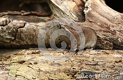 A cute wild Bank Vole, Myodes glareolus eating a seed in its cupped hands sitting on a log in woodland. Stock Photo