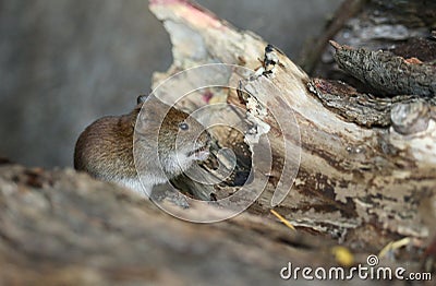 A cute wild Bank Vole, Myodes glareolus foraging for food in a log pile at the edge of woodland in the UK. Stock Photo