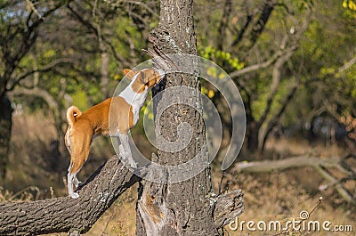 Wild Basenji dog sniffing around its territory Stock Photo