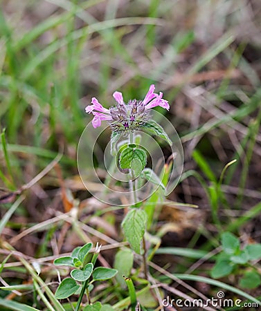 Wild Basil Stock Photo