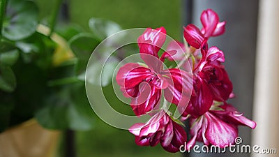 Close up beautiful flowers in the balkony Stock Photo