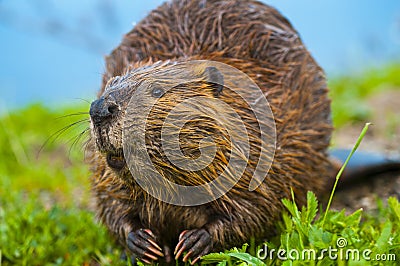 Wild Beaver Stock Photo