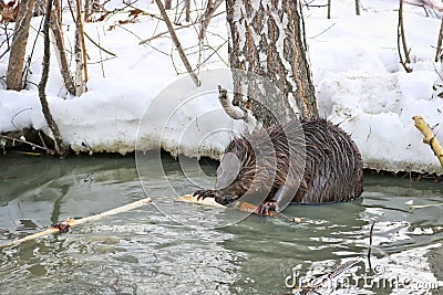 A wild beaver in a city park got into a puddle with drains and nibble the bark from the branches Stock Photo