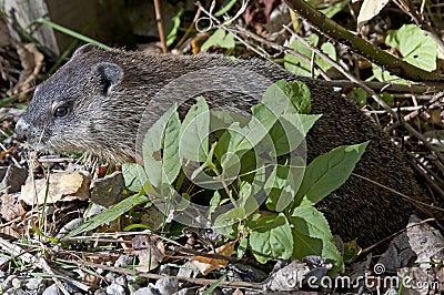 Wild beaver Stock Photo