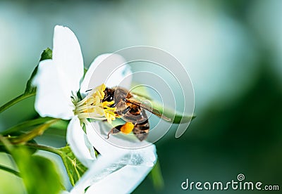 Wild bee collects nectar from blooming flowers in the open air on a sunny day, pollination of flowers Stock Photo