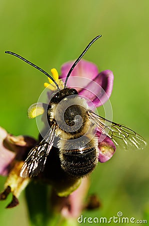 Wild bee Eucera nigrilabris overview pollinating a wookcock orchid Stock Photo