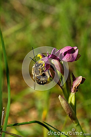 Wild bee Eucera nigrilabris pollinating a wookcock orchid Stock Photo