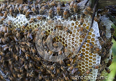 Wild bee hive on orange tree Stock Photo