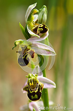 Wild Bee Orchid flowers stem - Ophrys apifera Stock Photo
