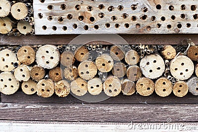 Wild bee prob. mason bee Osmia on an artificial nesting aid insect hotel Stock Photo