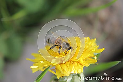 WILD BEE Stock Photo