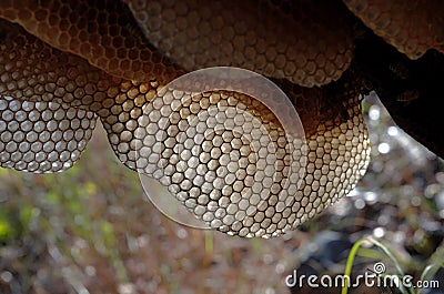 Wild Beehive hanging on a dead tree branch with sun shining through sun bleached geometric polygon biomimicry architectural shapes Stock Photo