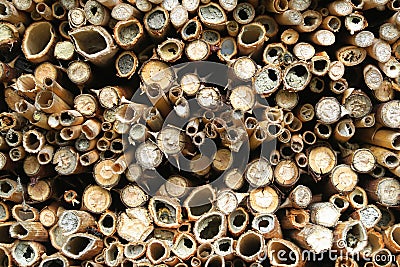 Wild bees sitting on nest sticks of of insect shelter. solitary Stock Photo