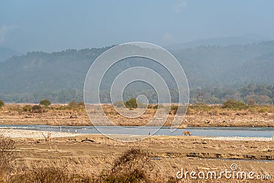 wild bengal female tiger or panthera tigris walking edge of ramganga river bed and natural scenic foothills of himalaya mountains Stock Photo