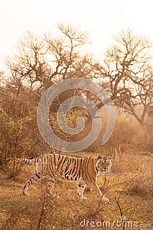 Wild bengal female tiger with pony or broken tail on prowl in winter morning light in outdoor wildlife safari at sariska national Stock Photo