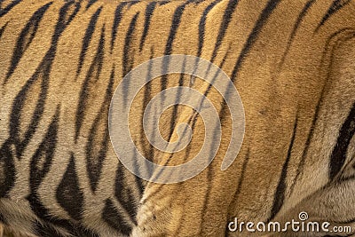 wild bengal male tiger or panthera tigris side profile skin stripes pattern background texture in orange repeated seamless black Stock Photo