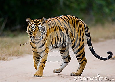 Wild Bengal tiger standing on the road in the jungle. India. Bandhavgarh National Park. Madhya Pradesh. Cartoon Illustration