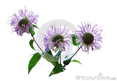 Wild Bergamot Flower Stock Photo