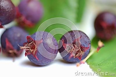 Wild berries Stock Photo